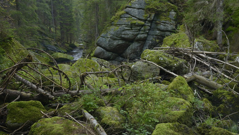 Moosbedeckte Felsen und umgest&uuml;rzte B&auml;ume in einer bewaldeten Schlucht.