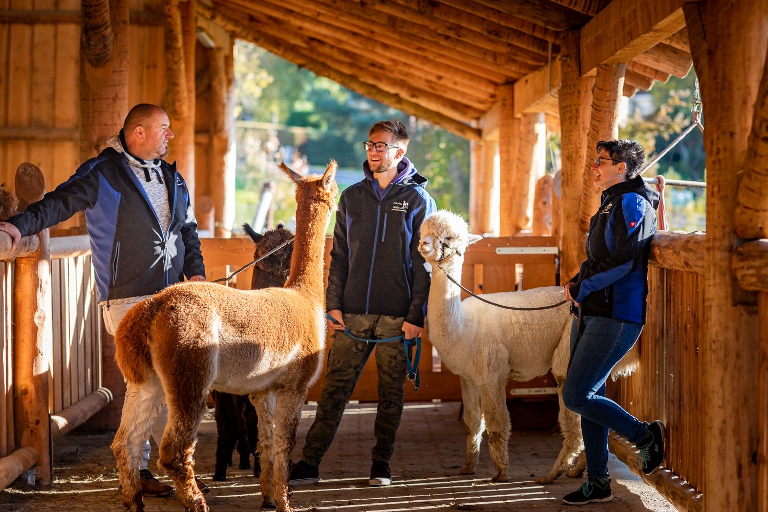 Drei Personen stehen in einem Holzstall mit Alpakas.