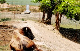 Ein Bison liegt in einem Gehege auf sandigem Boden, umgeben von einem Zaun und B&auml;umen.