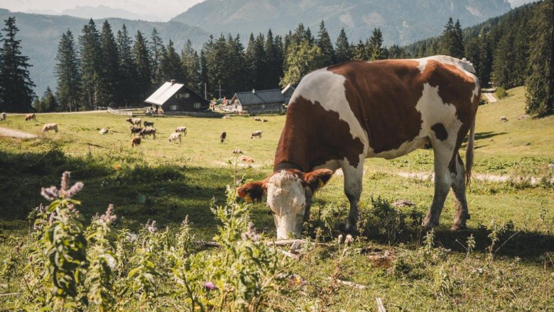 Kitzh&uuml;tte, &copy; Gerald Demolsky