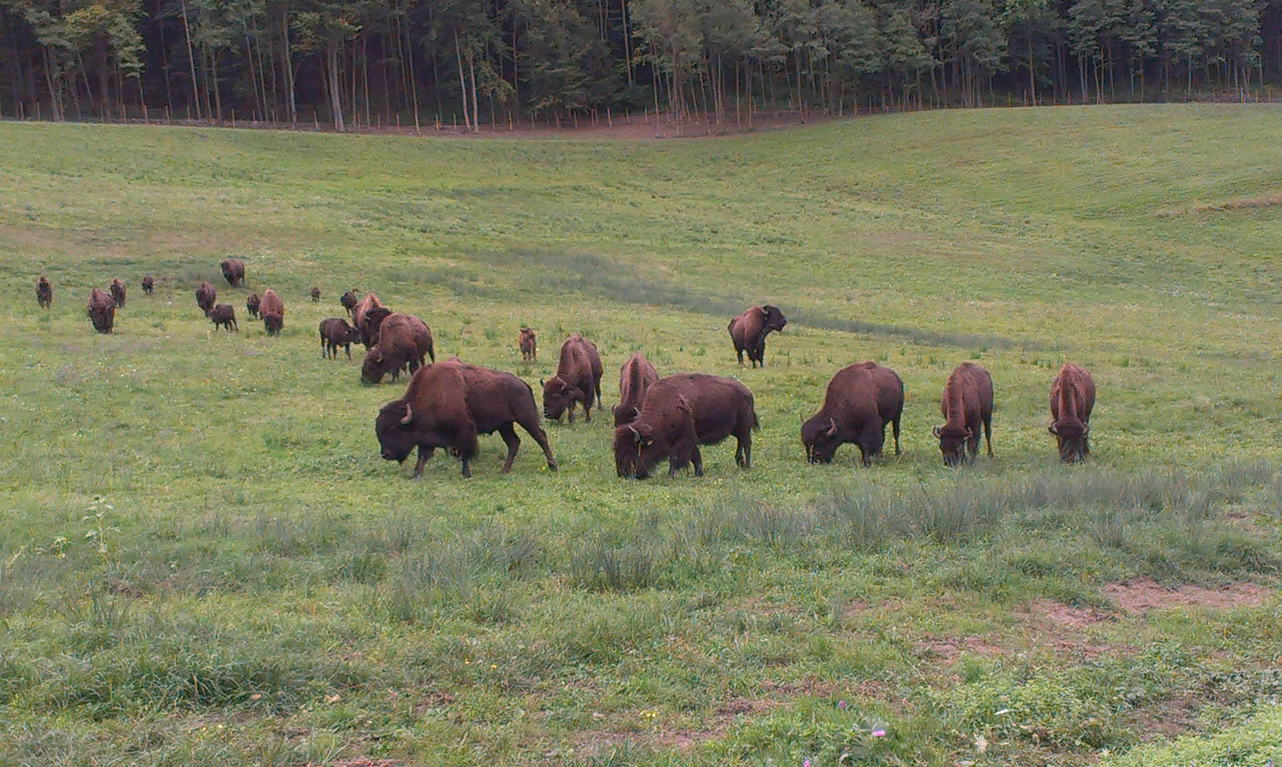 Eine Herde Bisons grast auf einer grünen Wiese vor einem Wald.