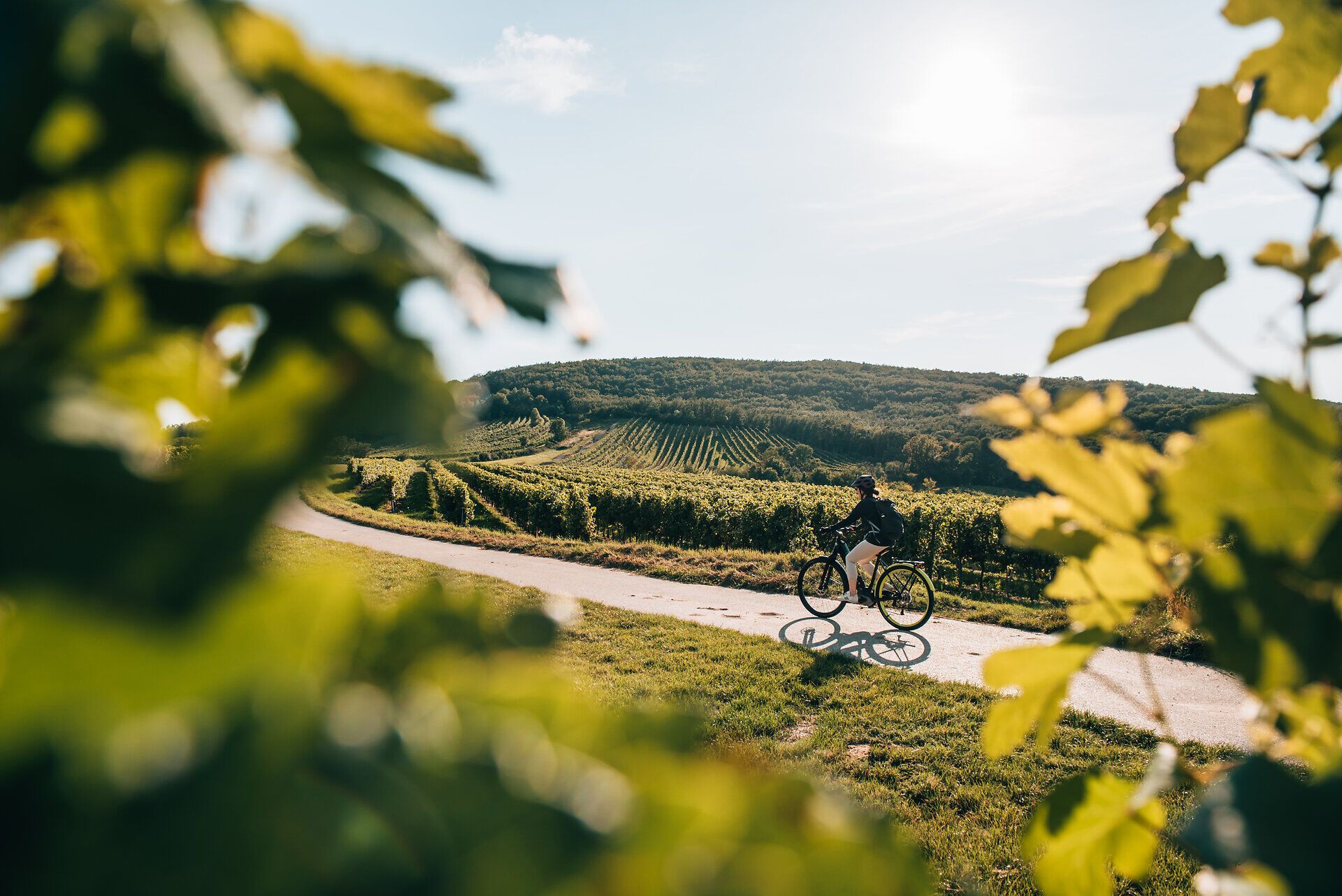 Sanfte Hügel und endlose Weinreben umgeben den Radfahrer, der die warmen Sommertage in vollen Zügen genießt. Die Sonne strahlt am klaren Himmel und taucht die Landschaft in ein goldenes Licht, während der Duft von reifen Trauben die Luft erfüllt. Ein perfekter Moment, um die Schönheit der Natur und die Ruhe der Umgebung zu erleben.