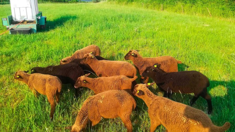 Juraschafzucht Czipin Thomas und Claudia, &copy; Familie Thomas und Claudia Czipin