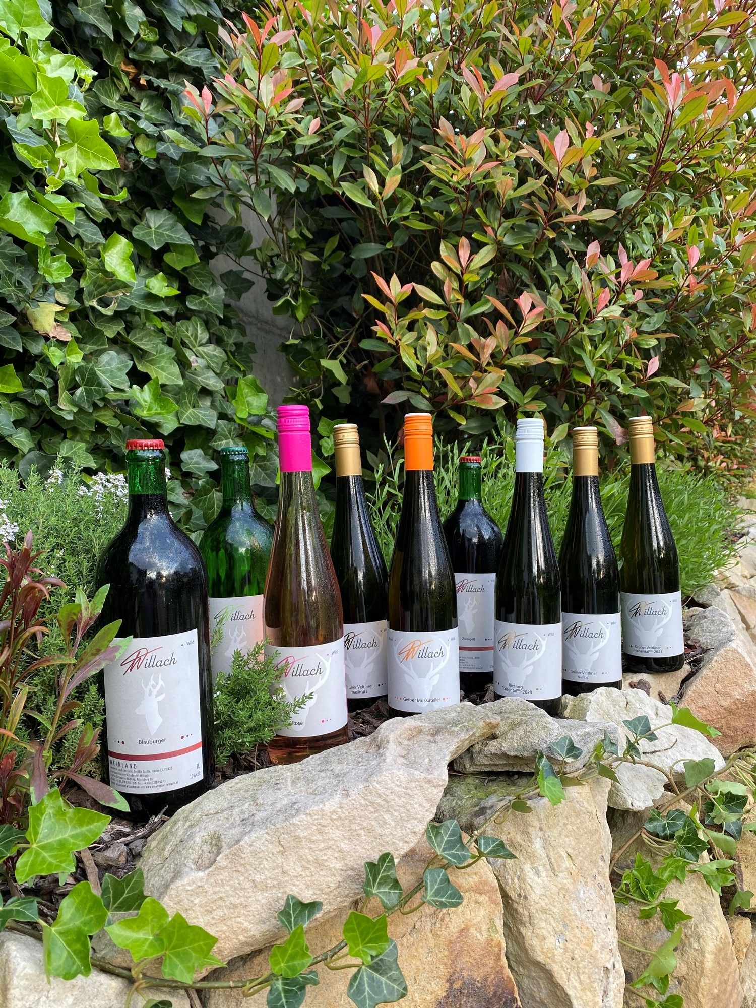 Auf einer Mauer trapierte Weinflaschen 