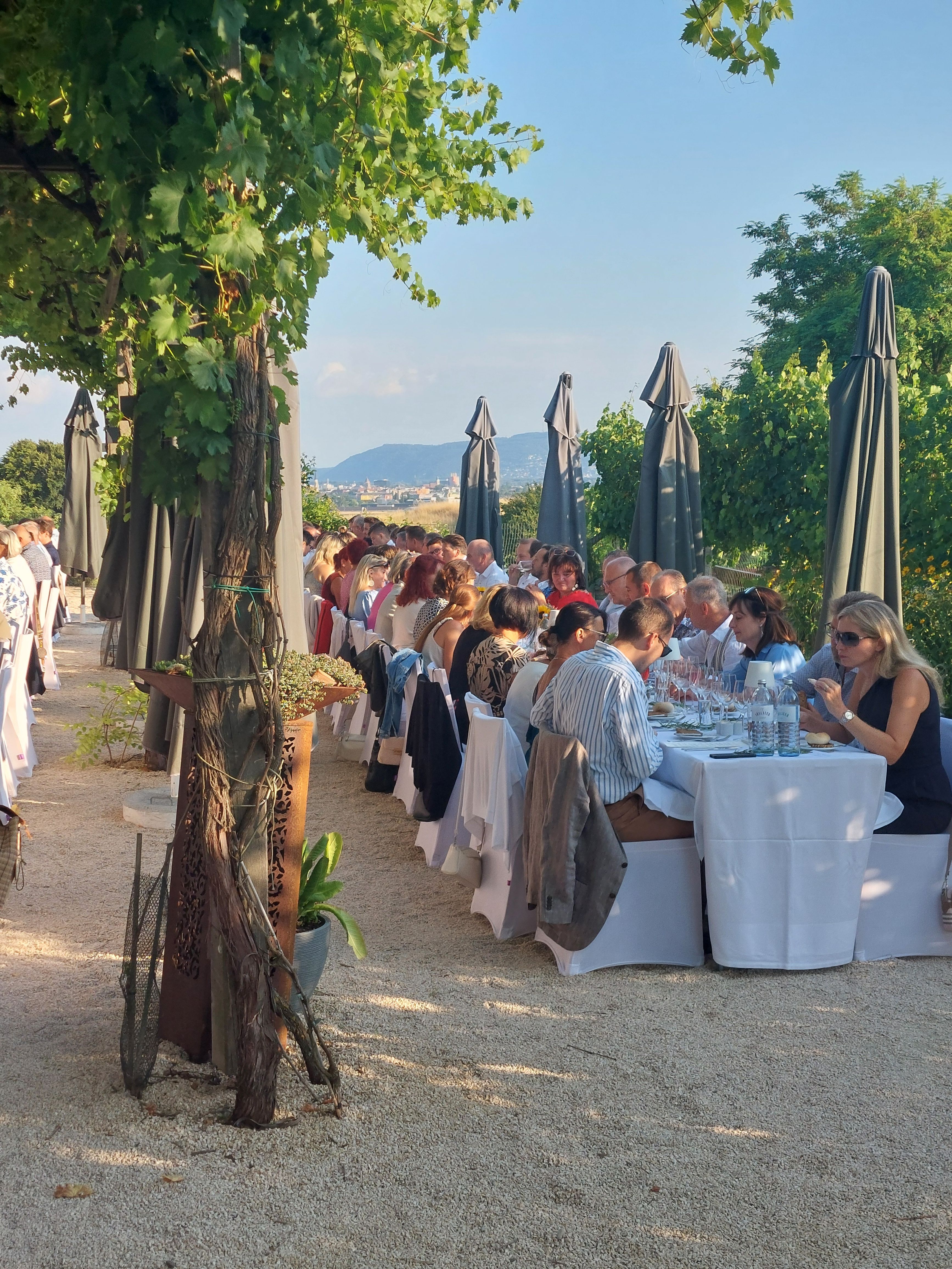 Menschen sitzen an einem langen Tisch im Freien unter Sonnenschirmen und Weinreben.