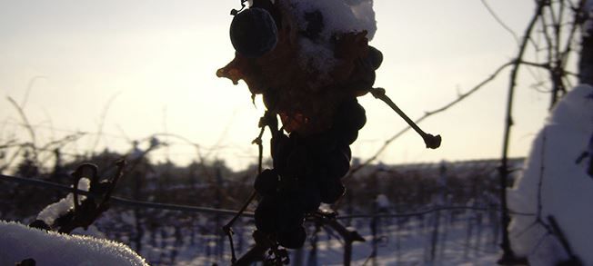 Weintrauben - Schnee
