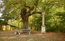 Inmitten der bunten Herbstblätter lädt eine rustikale Bank unter einem majestätischen Baum zum Verweilen ein. Der sanfte Wind trägt den Duft von frischem Laub und erdigen Tönen durch die Luft, während die Stille des Waldes eine friedliche Atmosphäre schafft.