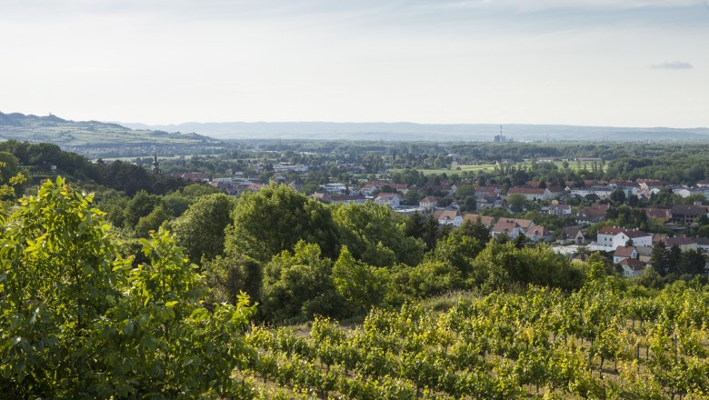 Blick auf Weinberge und die Stadt Traismauer in der Ferne.