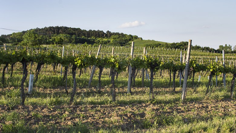 Die Umgebung, &copy; Hotel Holzinger