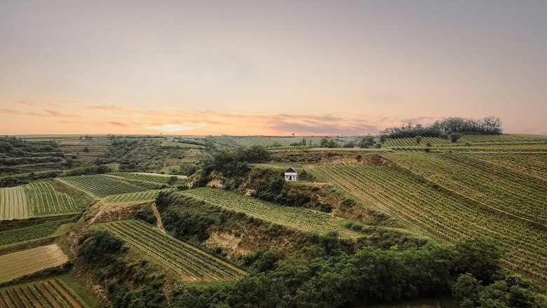 Weinberge bei Sonnenuntergang mit kleinem Gebäude in der Mitte.