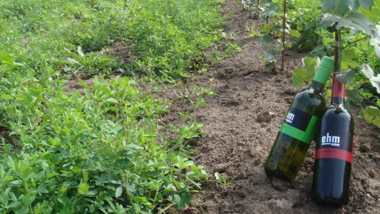Zwei Weinflaschen im Weinberg mit gr&uuml;nen Pflanzen und Reben.