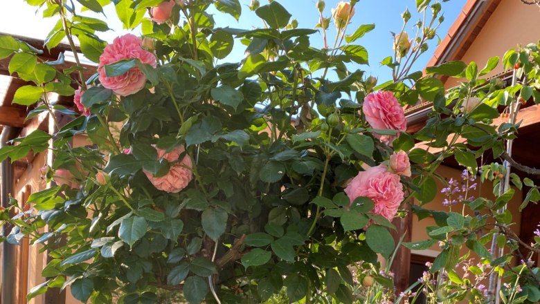Ein bl&uuml;hender Garten mit rosa Rosen und lila Blumen vor einem Haus.