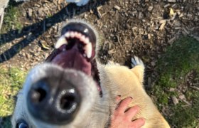 Lächeln auf vier Pfoten, © Huskystadl