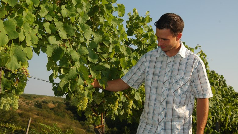 Ein Mann in kariertem Hemd inspiziert Weintrauben an einem Weinstock im Freien.