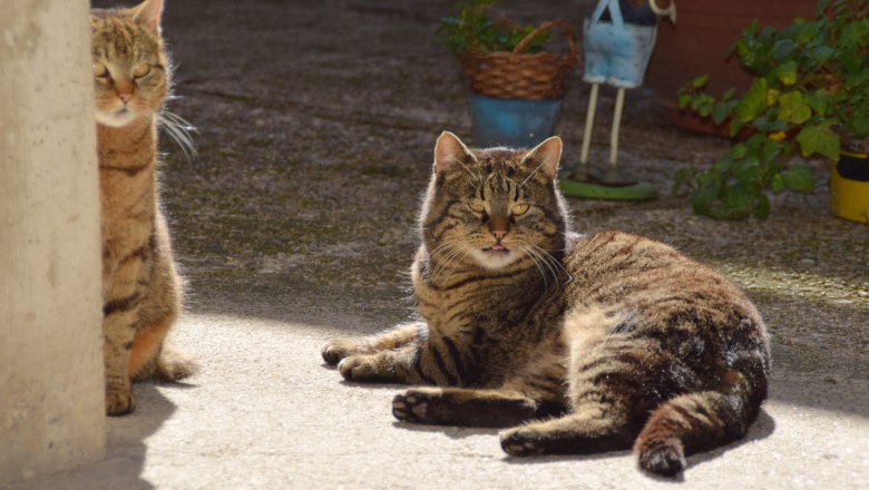 Bodensdorfhof, &copy; Bodensdorfhof