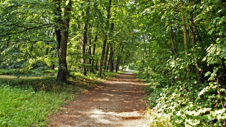 Ein Waldweg im Akademiepark Wiener Neustadt, umgeben von gr&uuml;nen B&auml;umen und Gras.