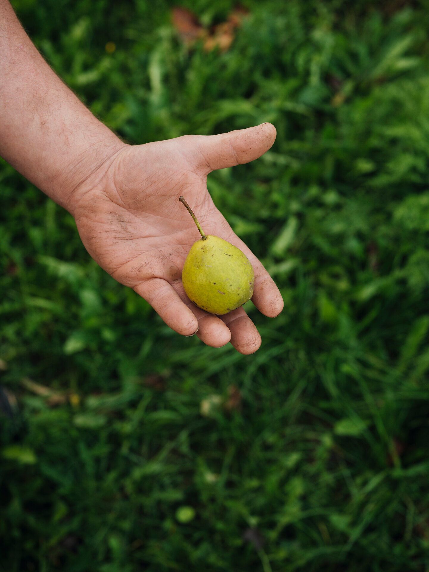 Inmitten der saftigen Wiesen und dem sanften Grün der Natur wird eine reife Birne in der Hand gehalten, die den Geschmack des Mostviertels verkörpert. Diese Region ist bekannt für ihre köstlichen Obstsorten und die Tradition der Mostproduktion, die Besucher in eine Welt voller Genuss und Kulinarik entführt.