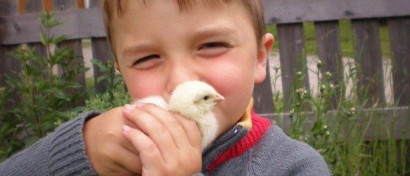 Sind sie nicht s&uuml;&szlig; die K&uuml;cken?, &copy; zVg. Sunnseitn Biohof