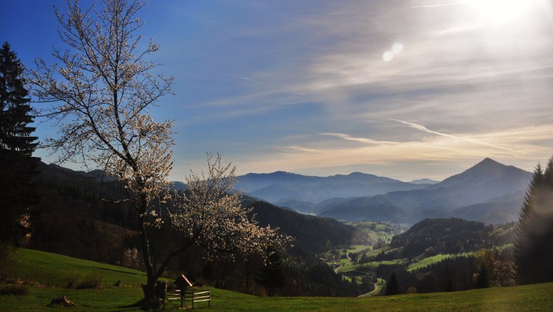 Landschaft mit bl&uuml;hendem Baum, Bergen und Tal im Hintergrund bei Sonnenlicht.