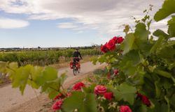 Ein Radfahrer genießt die frische Luft und die malerische Landschaft, während er durch die sanften Hügel des Wienerwaldes radelt. Umgeben von üppigen Weinreben und blühenden Rosen, vermittelt die Szenerie ein Gefühl von Freiheit und Abenteuer. Der Weg lädt dazu ein, die Schönheit der Natur in vollen Zügen zu erleben.