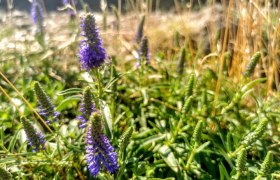 Wildkr&auml;utersafari, &copy; W.I.I.TT