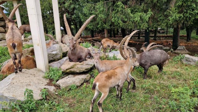 Wildpark Hochrieß - nur 35 Min. vom Happy Nest entfernt und immer eine Reise wert., © Martin Bachner_Happy Nest