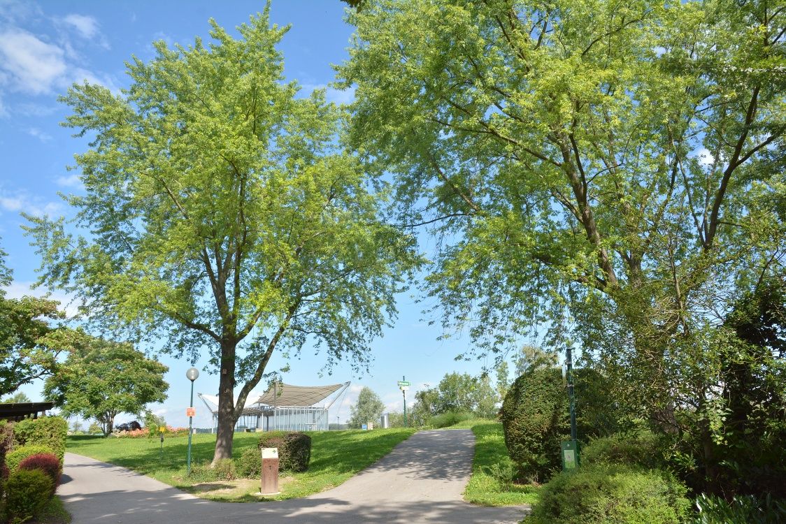 Zwei große Bäume stehen an einem Weg in einem Park mit blauem Himmel im Hintergrund.