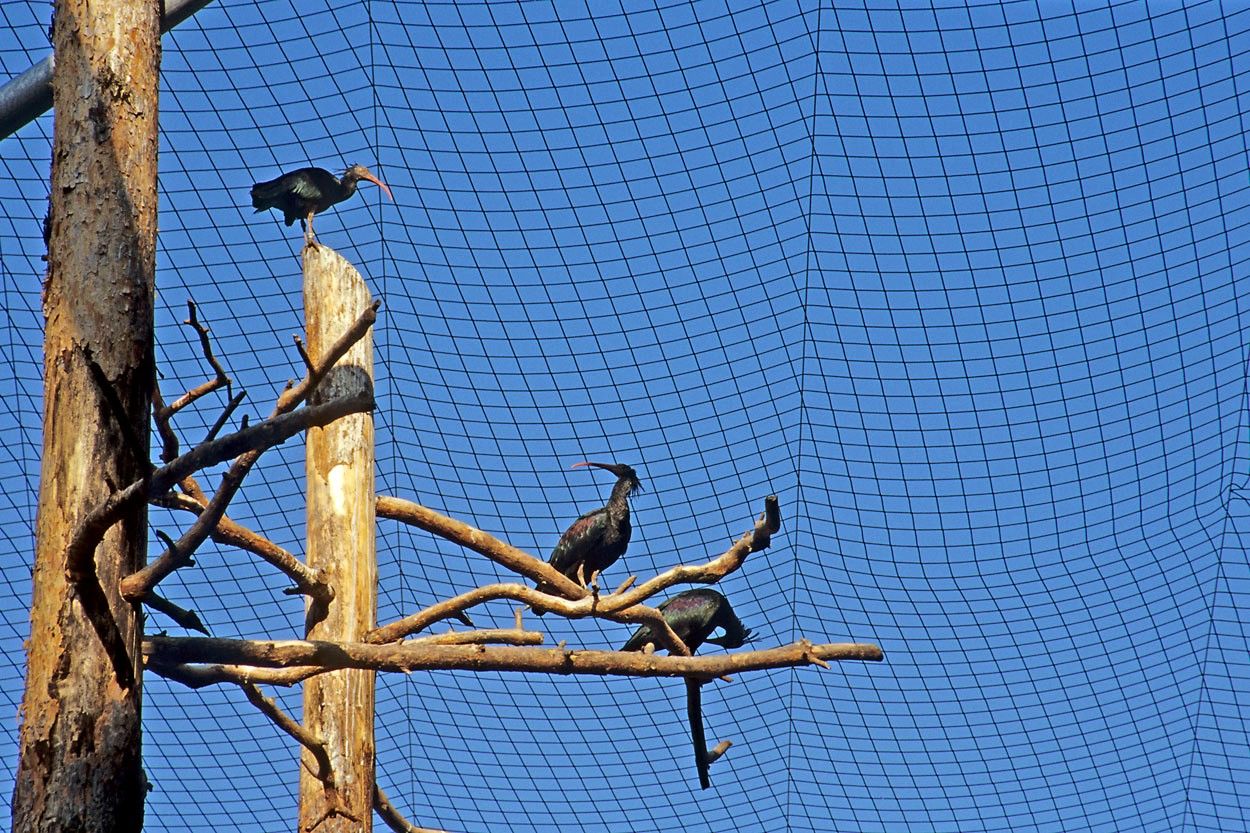 Drei Waldrappe auf Ästen in einem Gehege mit Netzabdeckung.