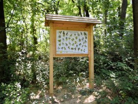 Waldlehrpfad, &copy; StadtGemeinde MistelbachMag. Mark Sch&ouml;nmann