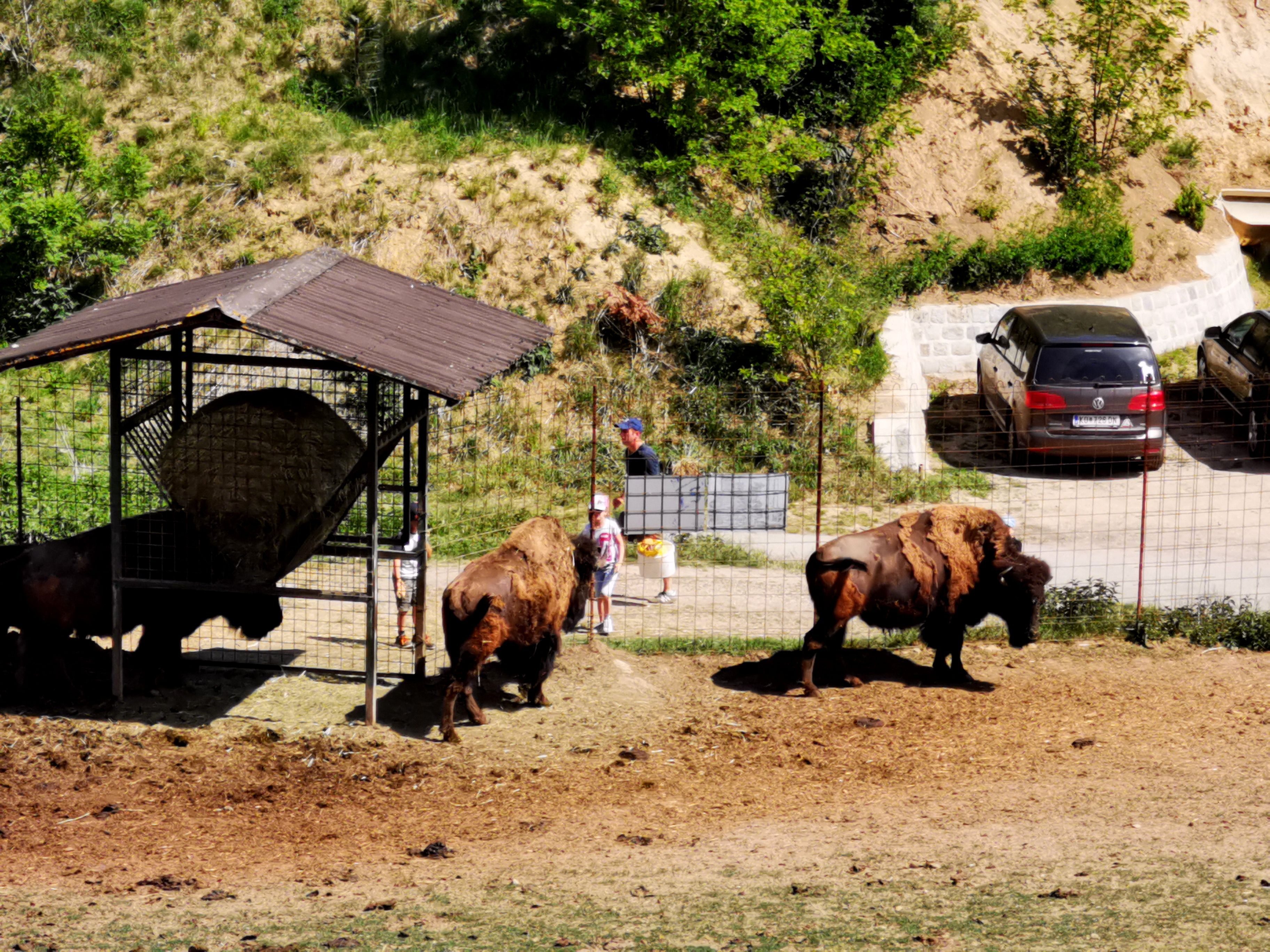 Bisons in einem Gehege mit Besuchern und Autos im Hintergrund.