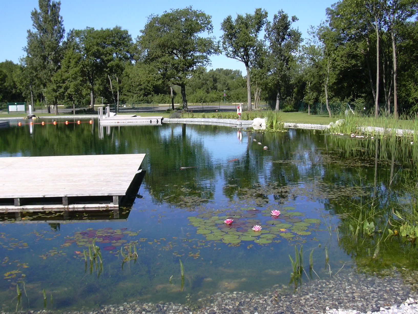 Natürlicher Schwimmteich mit Holzsteg und Seerosen, umgeben von Bäumen.