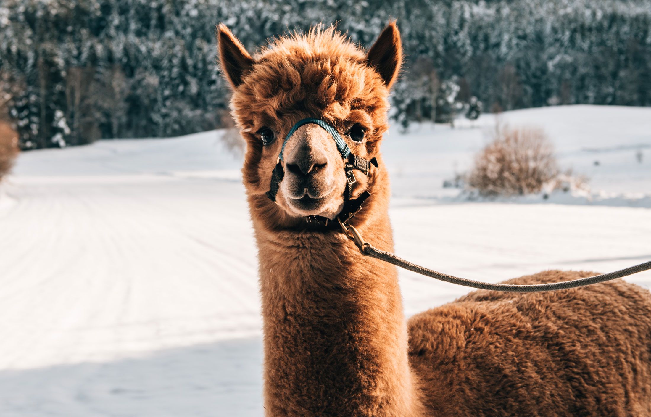 Ein Alpaka mit Halfter steht im Schnee vor einem Wald.