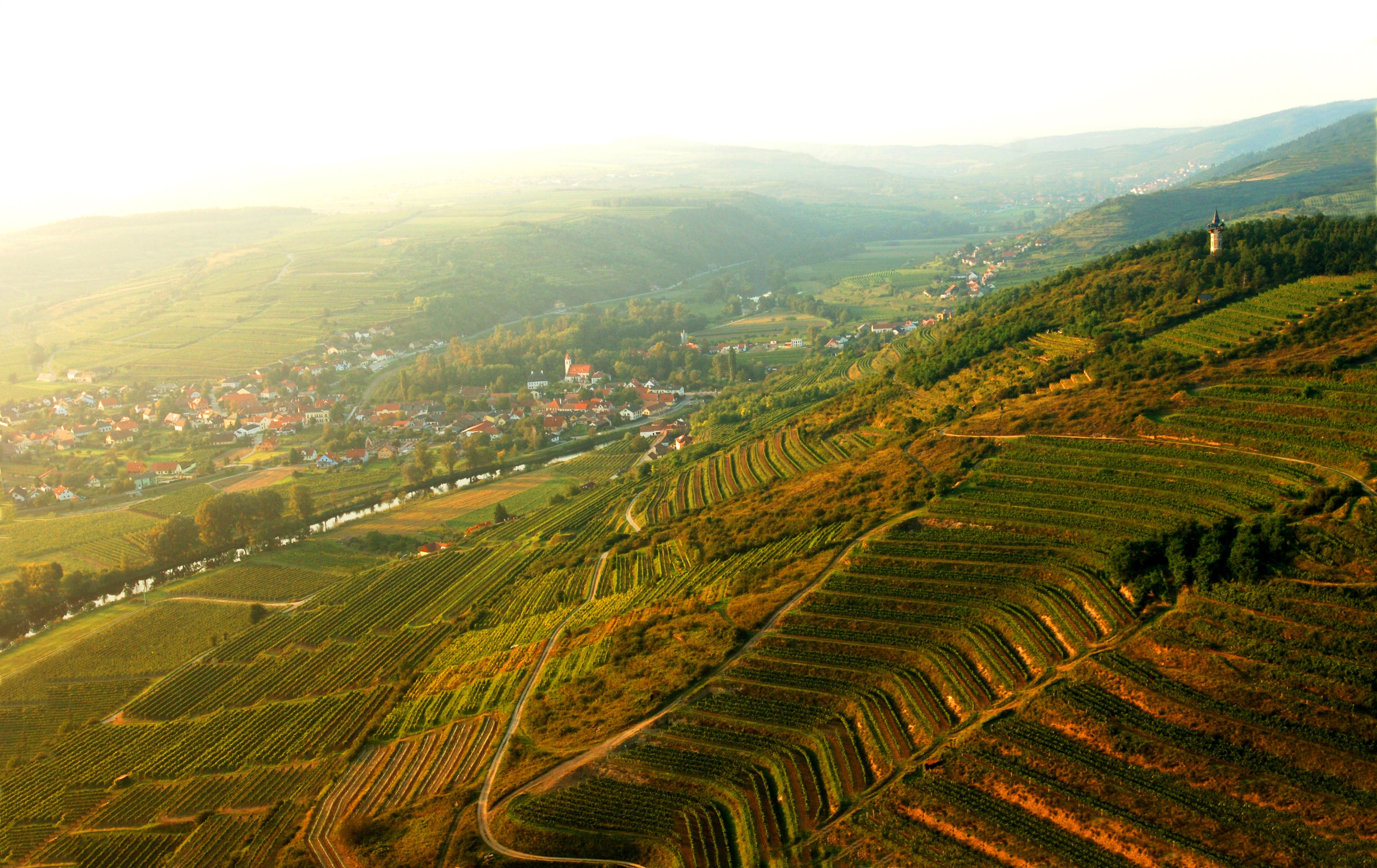 Luftaufnahme von Langenlois mit Weinbergen und Dorf im Hintergrund.