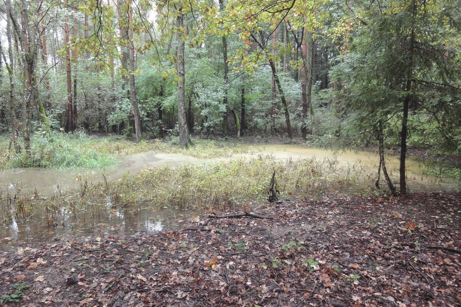 Seelackenbergweg