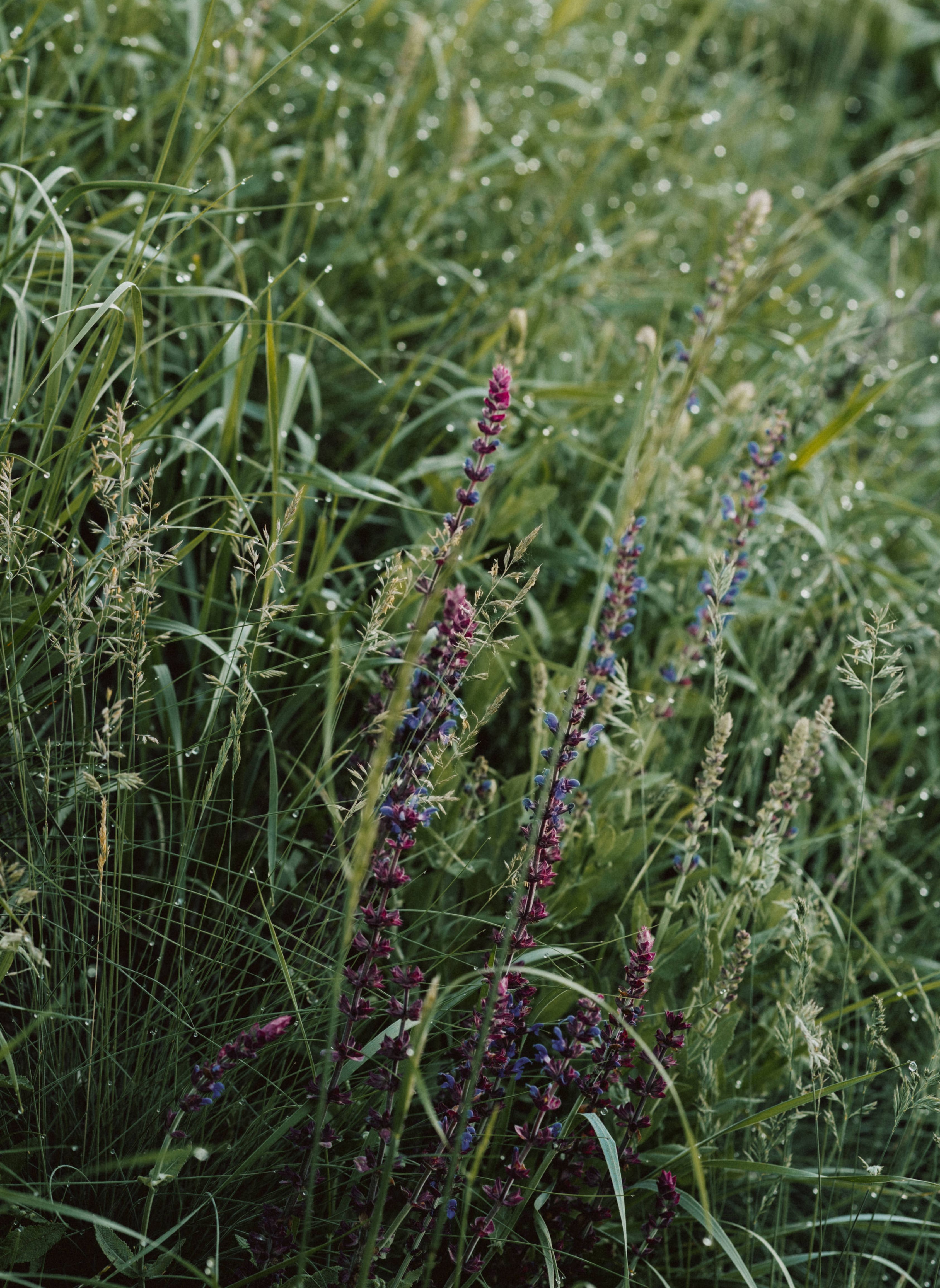 Die sanften Hügel sind mit üppigem Grün bedeckt, während die bunten Blüten in der warmen Sonne erstrahlen. Ein Gefühl von Ruhe und Harmonie durchzieht die Landschaft, die zum Verweilen und Entdecken einlädt. Hier, wo die Natur in voller Pracht blüht, wird jeder Schritt zum Erlebnis.