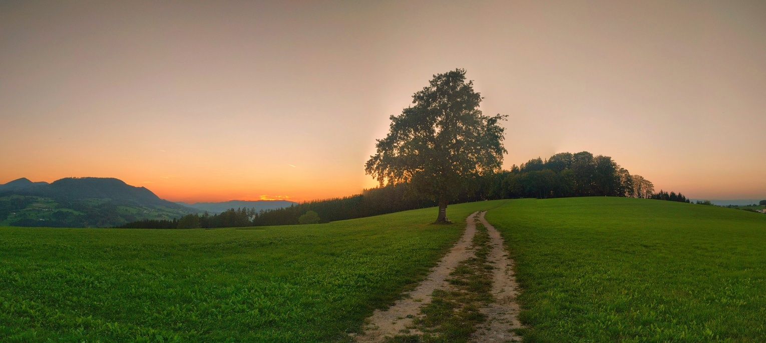 Der einsame Baum