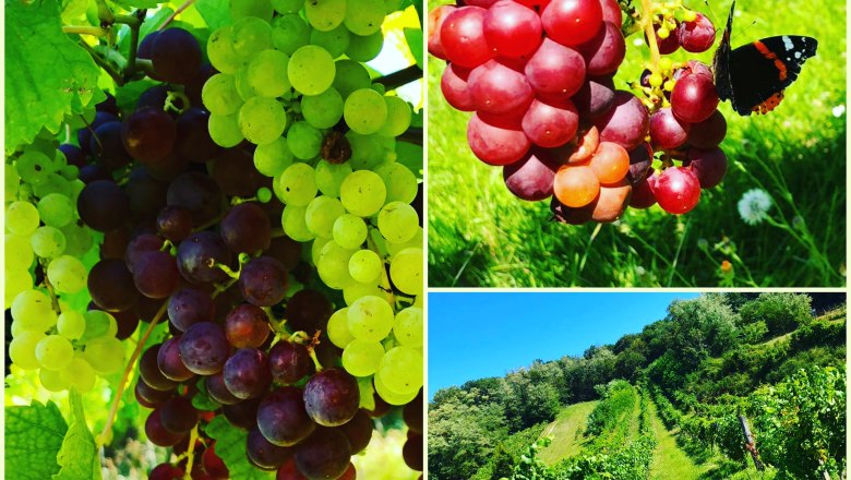 Weinbau Niefergall Wolfsthal, Collage mit Trauben und Weingarten