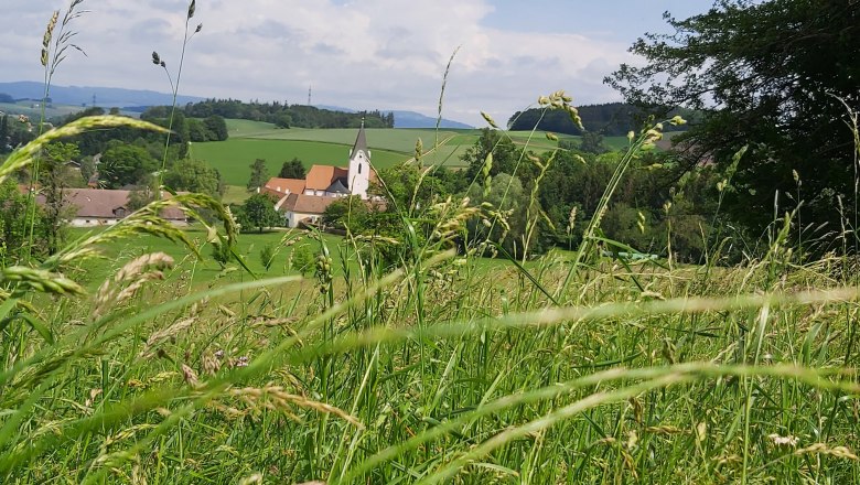 Sommerwiese, &copy; Familie Weinbacher