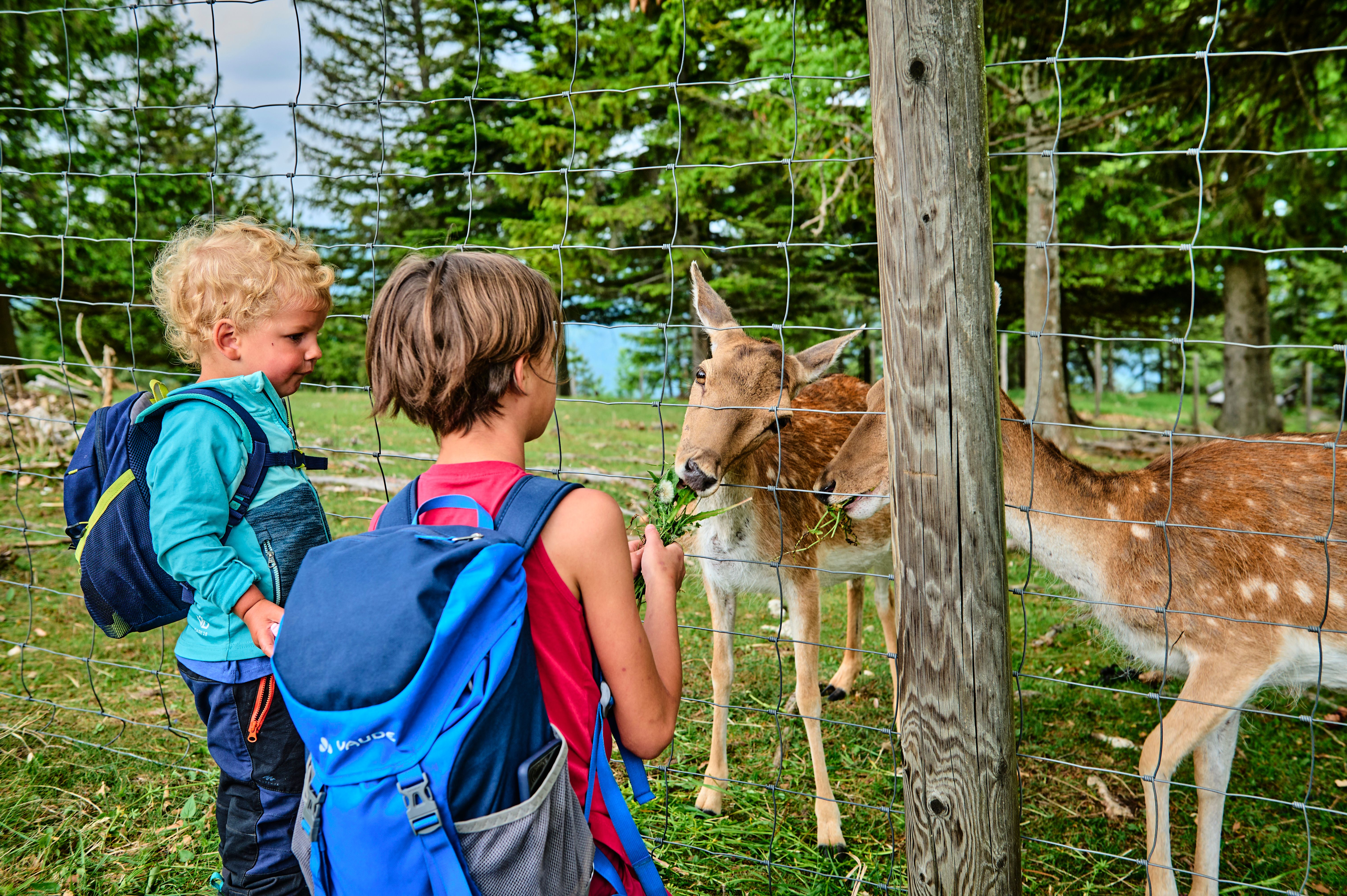 Zwei Kinder füttern Rehe durch einen Zaun in einem Waldgebiet.
