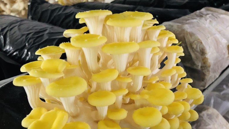 Edelpilzzucht Reiser, Rohrau, &copy; Biopilzzucht Reiser