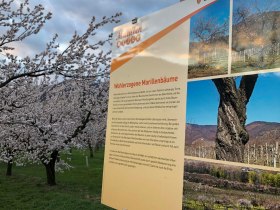 Infotafel Wohlerzogen auf der Marillenmeile in Rossatz-Arnsdorf, &copy; Donau N&Ouml; Tourismus/JS