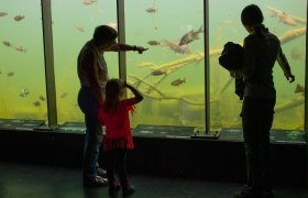Menschen betrachten Fische in einem gro&szlig;en Aquarium.
