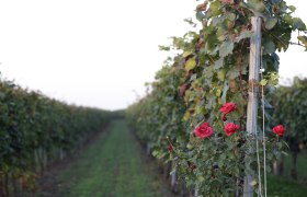 Weinreben mit roten Rosen im Vordergrund in einem Weingarten.