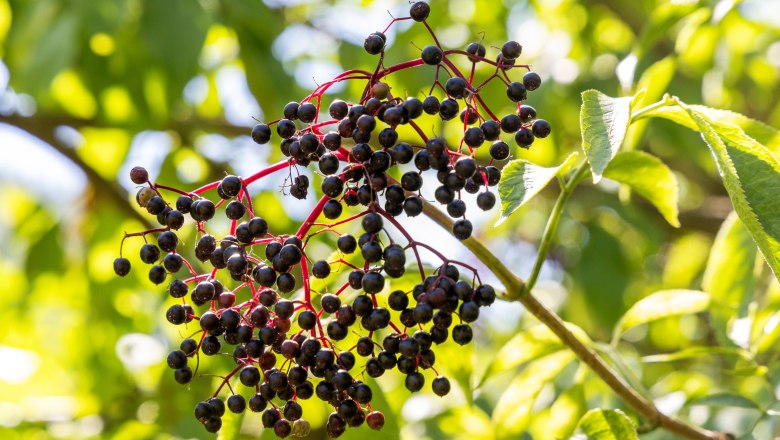 Biohof Schlangenreith, &copy; Theo Kust