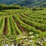 Weinberge in der Wachau mit gr&uuml;nen Reben und H&uuml;geln im Hintergrund.