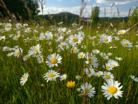 Margeritenwiese bei Antenfeinh&ouml;fen/Klein Wetzles, &copy; Matthias Schickhofer