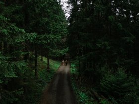 Ein sanfter Wanderweg schlängelt sich durch den dichten, grünen Wald, umgeben von majestätischen Tannen und dem beruhigenden Klang der Natur. Die frische Luft und das sanfte Licht schaffen eine einladende Atmosphäre, die zum Verweilen und Entdecken einlädt.