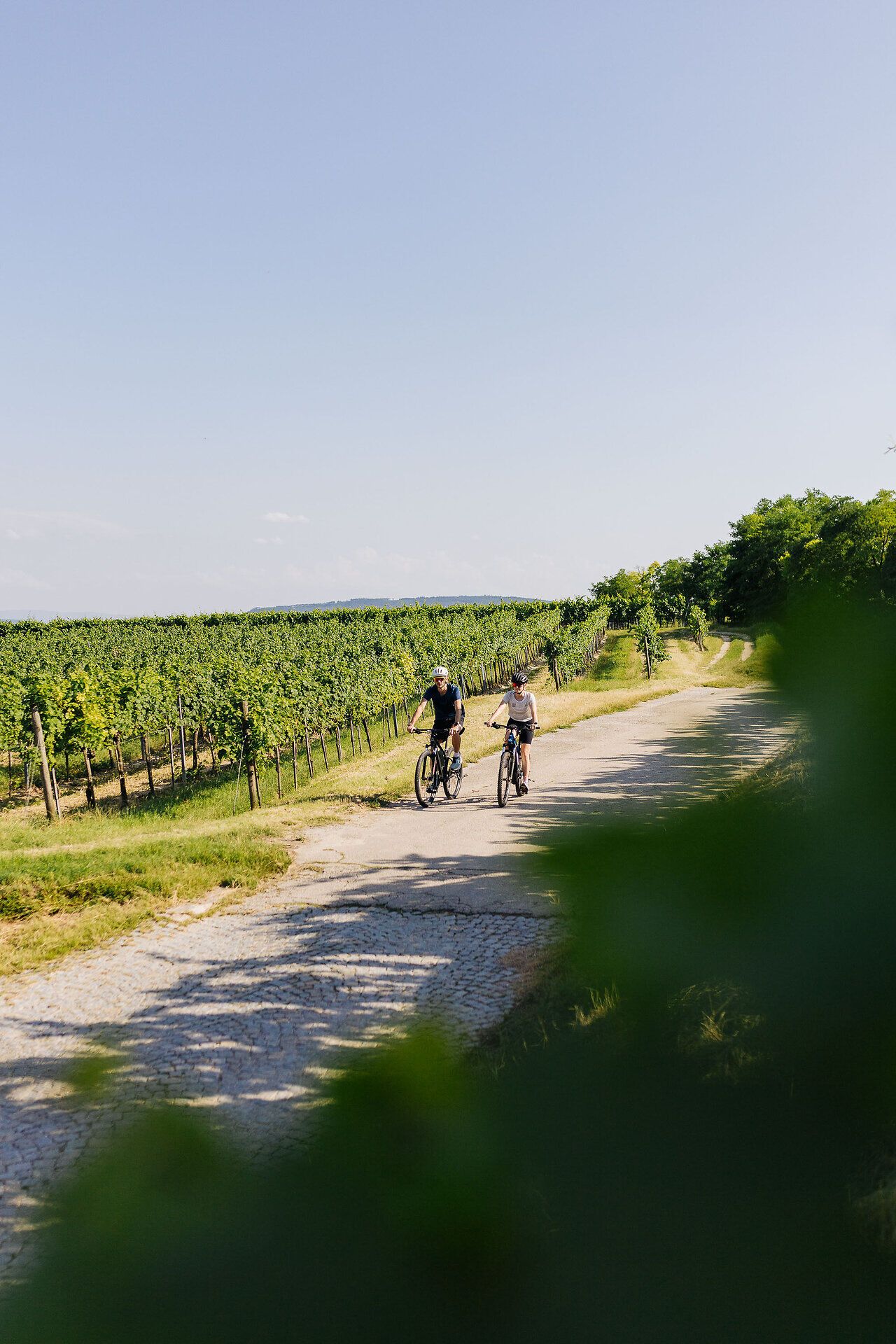 Ein Radfahrer-Pärchen fährt auf einem Weg in den Weinbergen.