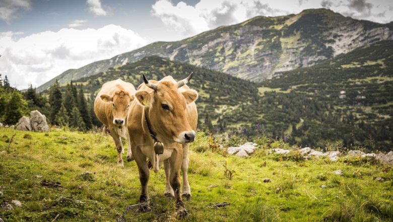 Ich bin der D&uuml;rre ohne Burgruine. , &copy; Theo Kust
