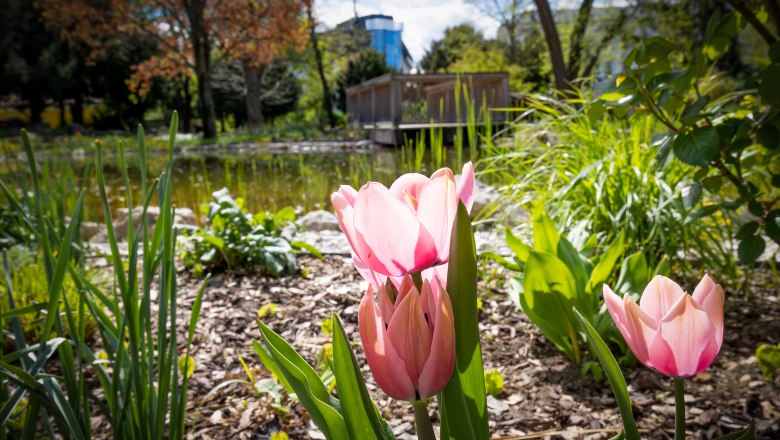 Stadtpark Wiener Neustadt_ c Michael Weller, &copy; Michael Weller